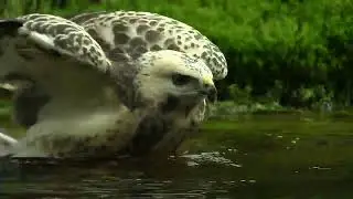 Buizerd in bad movie