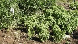 Herbal Materia Medica #8 Basil