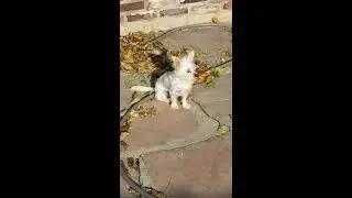 Google Automated Dog Video set to Meow Meow song for some reason