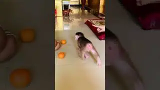 Cute 🥰 #monkey #baby #shortvideo #love