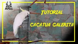 Tutorial: Cockatoo Galerita