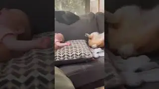 сонное царство 😴 #shorts #tiktok  #приколы #смех #юмор  #смешныевидео