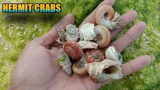 PANGOLEKTA NG MAGAGANDANG UMANG SA TABING DAGAT