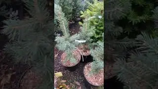 ЕЛЬ КОЛЮЧАЯ СУПЕР БЛЮ 