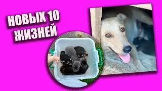 Новых 10 жизней ❤️ спасибо цепочке из рук ПОМОЩИ  #помощьбездомнымживотным #собака #непокупайприюти