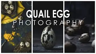 Quail eggs photography