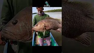 Tenaga Kuat Mama Kakap Black Bass #fishing #simancing #mancingkakap