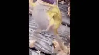 Aaaauuuughh