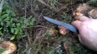 Mushroom Pecurki Rujnica