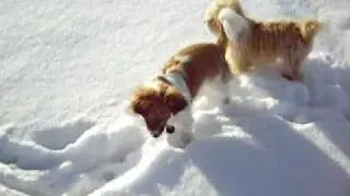 Fagu mit Fips im Schnee