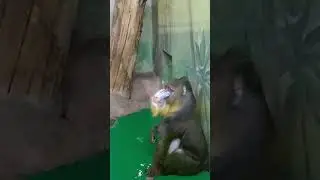 "Маски-шоу мандрила