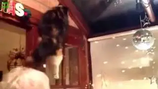 Животные коры мочат! Ржака!