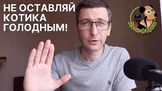 Кошка не хочет есть | Как накормить кошку? 7 способов