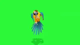 Parrot Green Screen 
