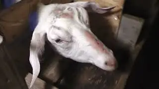 Закрываю хозяйство 2