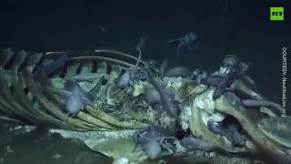 Octopuses & Bone Eating Worms Feast On Whale Skeleton
