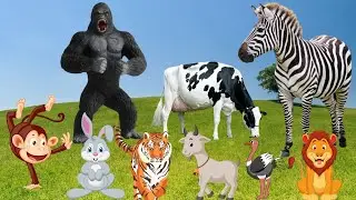 ANIMAL SOUNDS & VIDEOS - ZEBRA, COW, GORILLA, MONKEY, DOG, ELEPHANT, LION