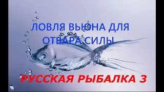 Русская рыбалка 3. Ловля вьюна для отвара силы