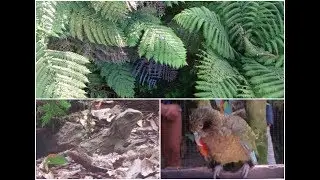 New Zealand Native Wildlife | At A Glance