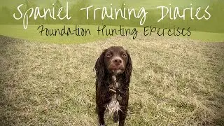 Gundog Training - Foundation Hunting/Quartering Exercises