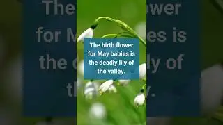 Fast Facts: Birth Month Flower 
