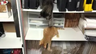 Kitten falls while playing