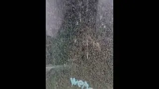 Таганрог переживает нашествие зеленых комаров, жители города публикуют впечатляющие видео.