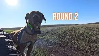 Pig Chasing in SOUTH EAST Queensland! ROUND 2