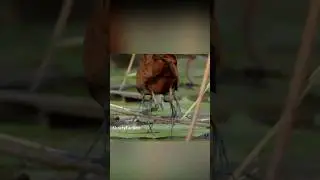 Шестилапый якана?