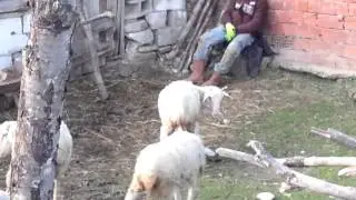 Örencik köyü kuzular 3