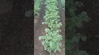 обзор моего огорода.