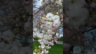 Уяви ми перемогли