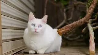 STRAY CAT | BMPCC 6K PRO cinematic footeage |  4K
