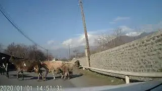 Мазых.1 январь 2020