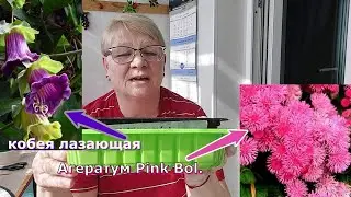 Рассаживаю томаты, взошла кобея.