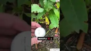 Golf ball snobs finding golf balls ⛳️  