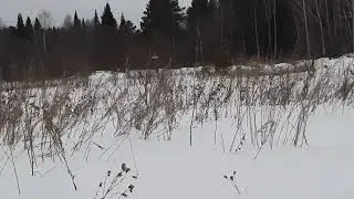 Ловля щеглов. 27.02.2022 год.