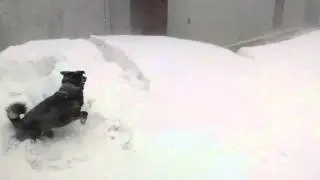 Пёс снегоход ;-)