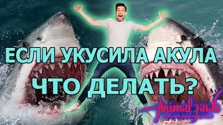 If you were attacked and bitten by a shark, how to stop the bleeding