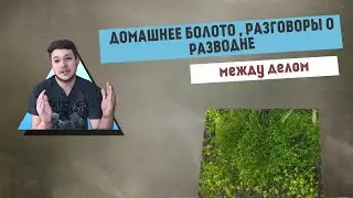 Между делом | Домашнее болото , разговоры о разводне