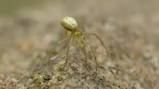 Spider - Macro Videography - Panasonic Lumix + Raynox DCR-250 - Macro Shots