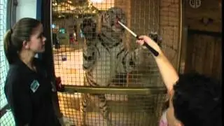 Kid Guides in Spanish White Tiger at Houston Downtown Aquarium