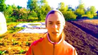 Природное земледелие - как сажать морковь семенами в открытом грунте
