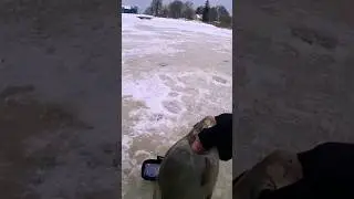 Ice fishing in Latvia 🎣#icefishing #perch #river #rouch #bream #riverfishing #Ventspils