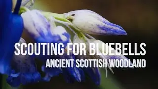 SCOUTING BLUEBELL WOODS - SCOTLAND LANDSCAPE PHOTOGRAPHY