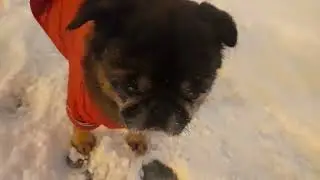 Бруно ждет весны.🐶🌷