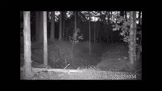 Волки  Фотоловушка  Заповедник Нургуш