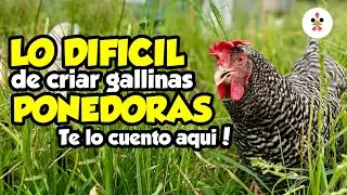10 Cosas sobre la crianza de gallinas que no leerás en los libros 🐔📖