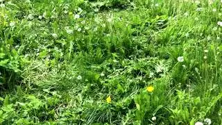 Дачников будут штрафовать за одуванчики и мяту на участке
