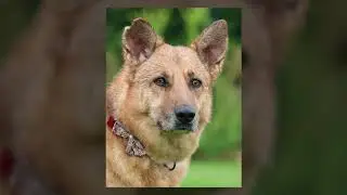 Miracle German Shepherd Dog Rescue of Maine